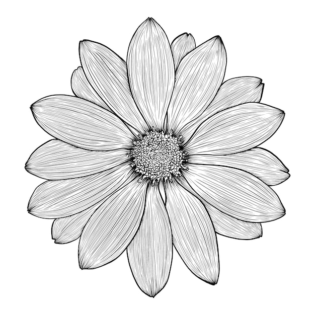 handdrawn flower of chamomile gerbera daisy or chrysanthemum