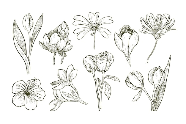 Handdrawn Flower Collection