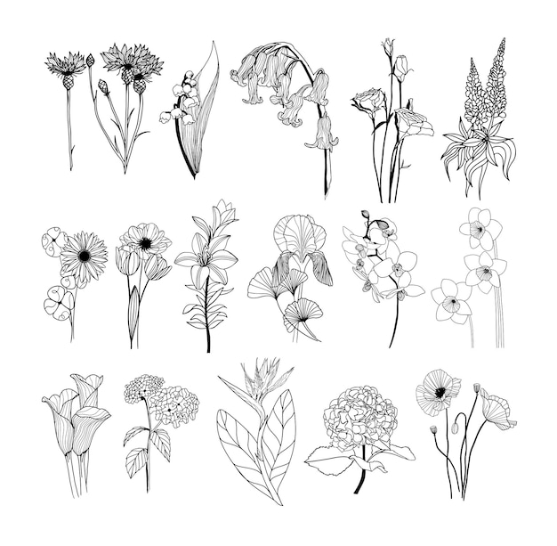 Handdrawn flowers set