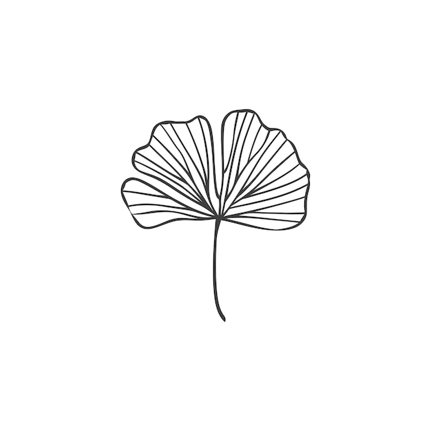 Vector handdrawn illustration of a ginkgo leaf