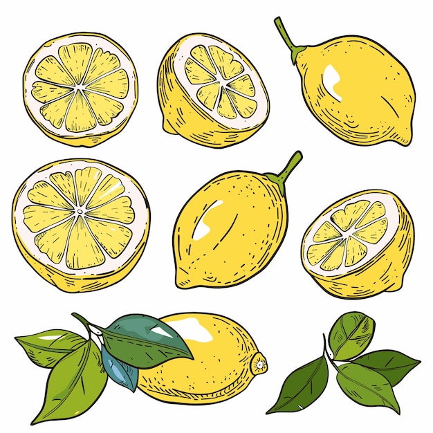 Vector handdrawn lemons slices yellow citrus fruit illustrations vibrant lemon sketches fresh organic