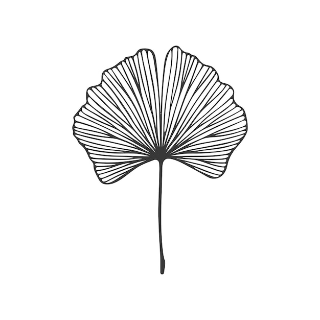 Vector handdrawn line art illustration of a ginkgo leaf