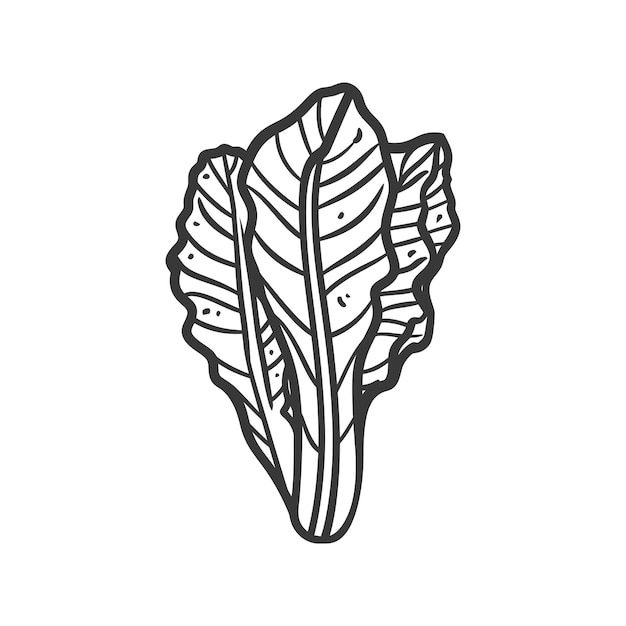 Handdrawn line art illustration of a leafy green vegetable