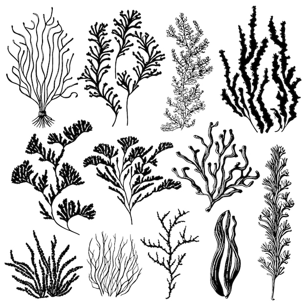 Handdrawn Marine algae Seaweed collection