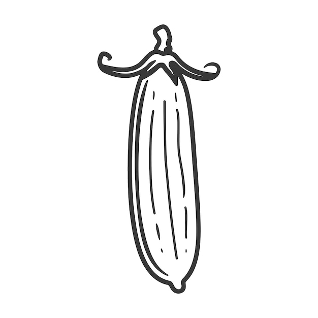 HandDrawn Sketch of a Single Cardamom Pod