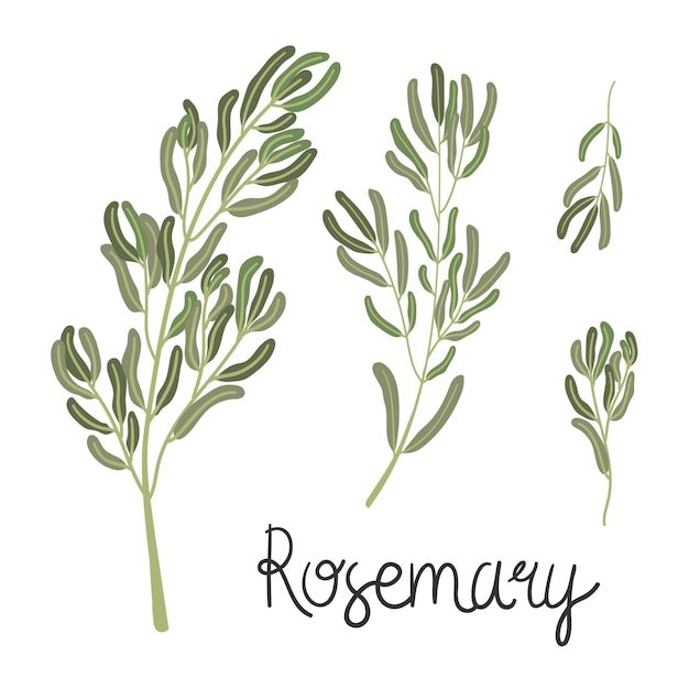 Handdrawn sprigs of rosemary With caption Flat style Vector isolated on white background