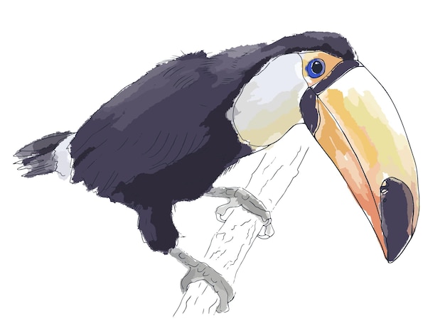 Vector handdrawn toucan on a branch watercolor sketch vector flat illustration