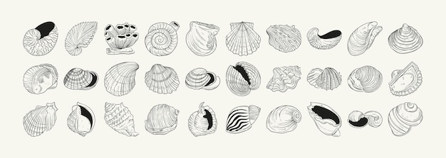 Handdrawn vector set featuring realistic sketches of various marine seashells starfish in black