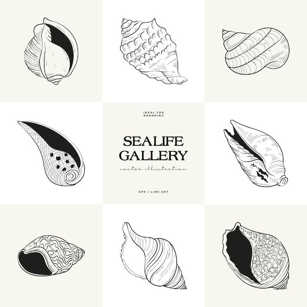 Handdrawn vector set featuring realistic sketches of various marine seashells starfish in black