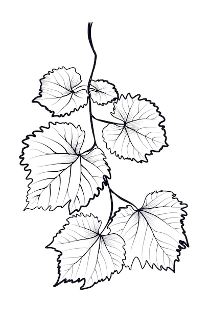 Handdrawn vine branches vector illustration