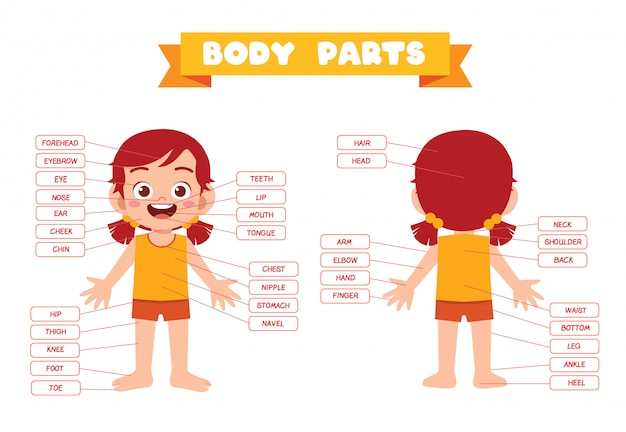 Happy cute kid girl body part anatomy