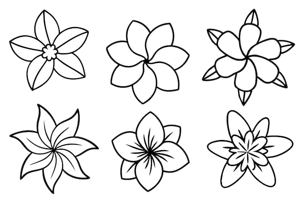 Hawaiian Flower Line Art Detailed Hand Drawn Floral Illustratio