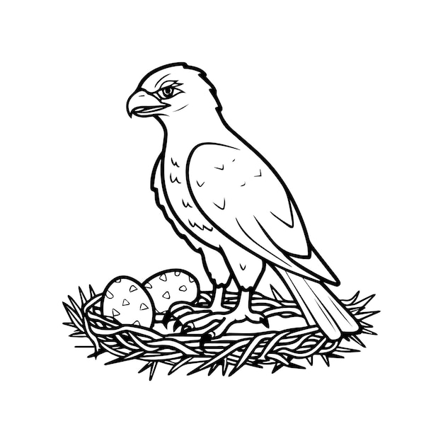 Hawk coloring pages Hawk bird outline vector for coloring book