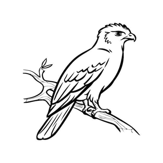 Hawk coloring pages Hawk bird outline vector for coloring book