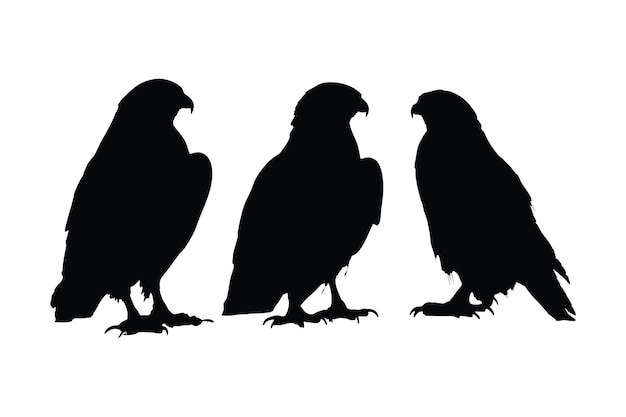 Hawk standing in different positions silhouette set vector Adult hawk silhouette collection on a white background Carnivore birds like eagles falcons and hawks full body silhouette bundle