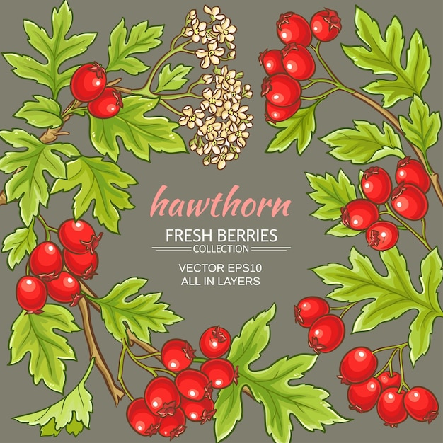 Hawthorn vector frame