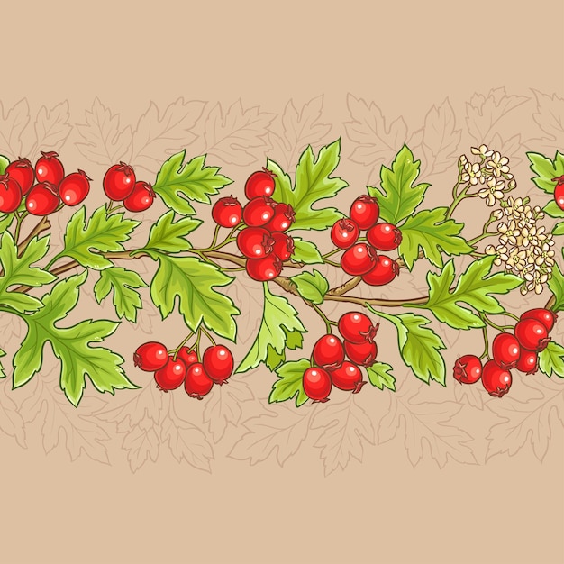 Hawthorn vector pattern