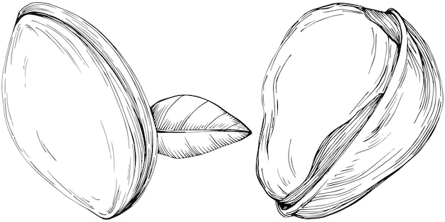 Hazelnut, filbert, cobnut hand-drawn isolated.