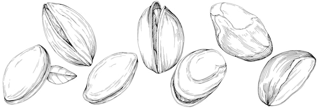 Hazelnut, filbert, cobnut hand-drawn isolated.