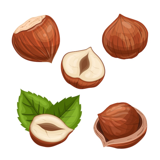 Hazelnut food nut set cartoon vector illustration