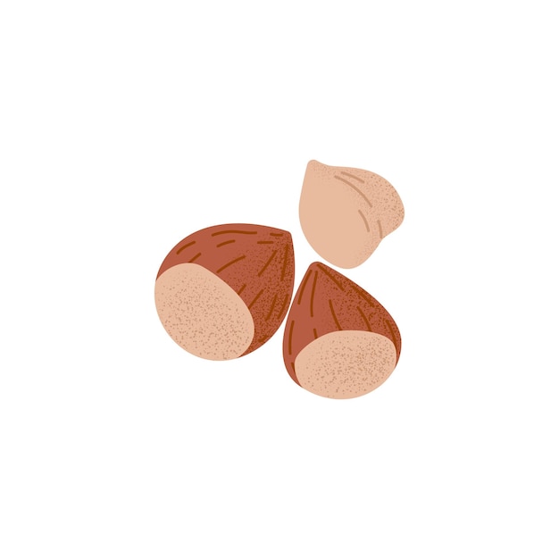 Hazelnut fresh raw ripe peeled nuts kernels Healthy hazels cobnuts vegetarian snack Filberts fruits wholesome food superfood Stylized flat vector illustration isolated on white background