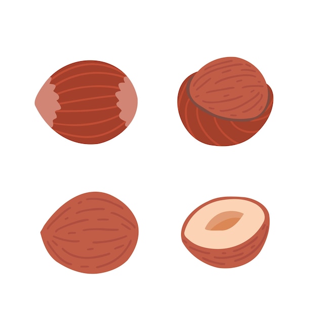 Hazelnut set Hand drawn illustration