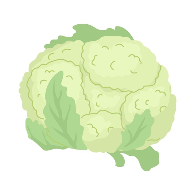 Head of cauliflower of the cruciferous family Farm products Harvesting vegetables for the winter pickling salting Vegetarian food preparation Vector illustration for farmers and food markets