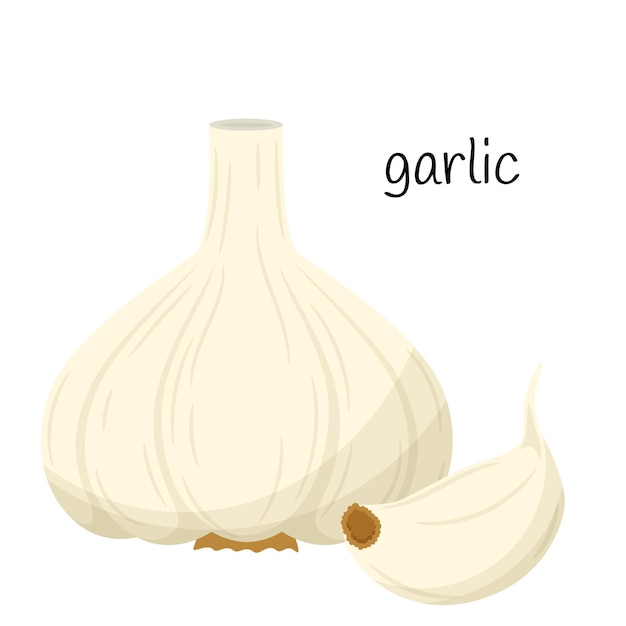 Head of garlic. Whole and a clove of garlic.