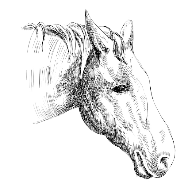 Head of horse