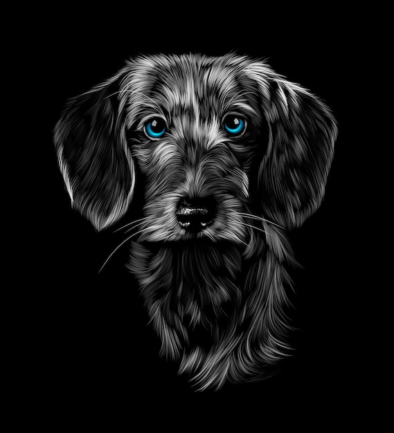 Head portrait of wire haired dachshund on black background Vector illustration of paints