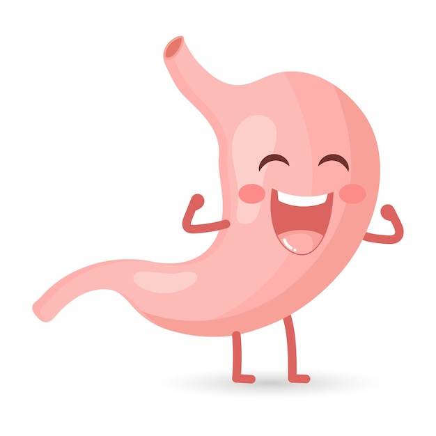 Healthy cheerful human stomach character laughs with happiness. Healthy diet. Anatomy