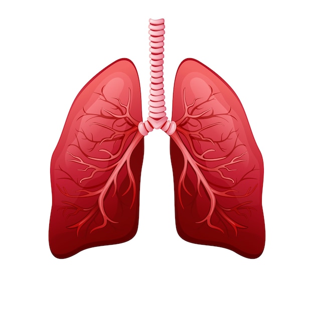 Healthy Human Lungs, Human Body part