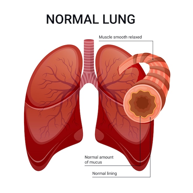 Healthy lungs vector diagram illustration