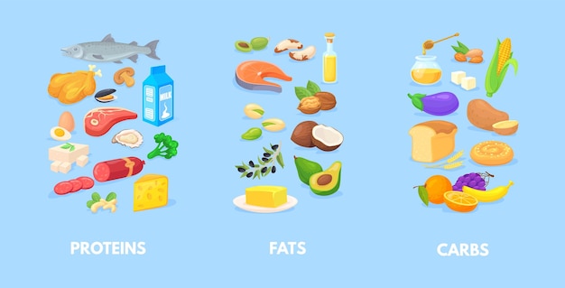 Vector healthy macronutrients nutrition chart of carbohydrates fats proteins complex diet macros food carbs healthy balance vegetables seafood meal antioxidants cartoon neat vector