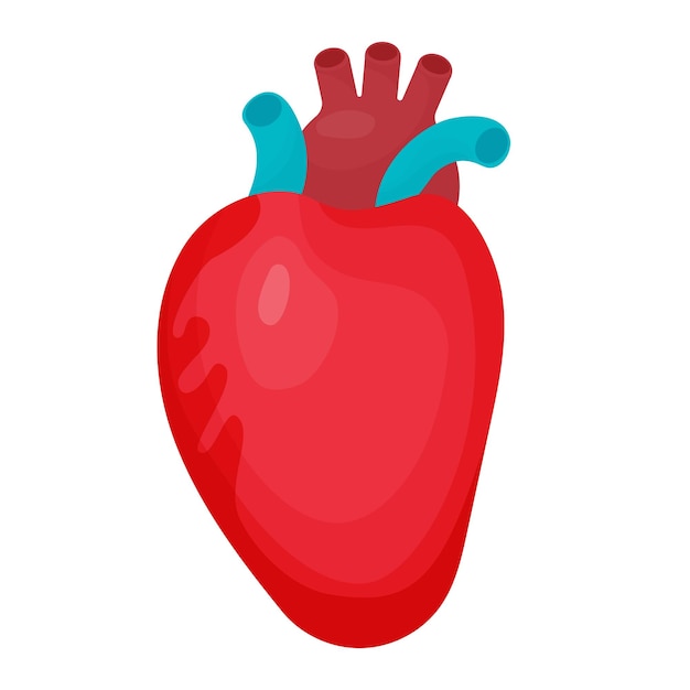 Heart human cardiology organ