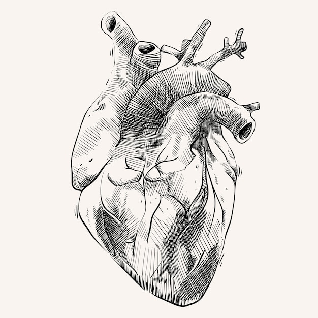 Heart Organ with Hand Drawing Sketch Style