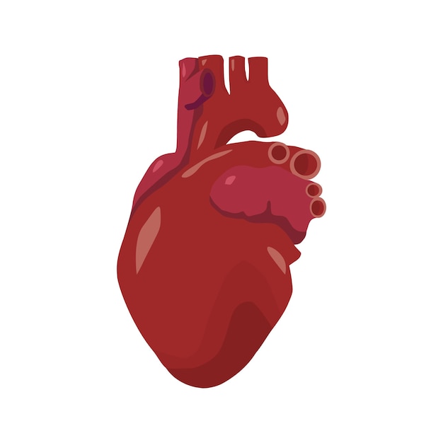 Heart vector Human organs digital design graphic 2d hd illustration