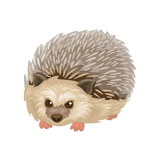 Hedgehog animal species character mascot cartoon illustration vector