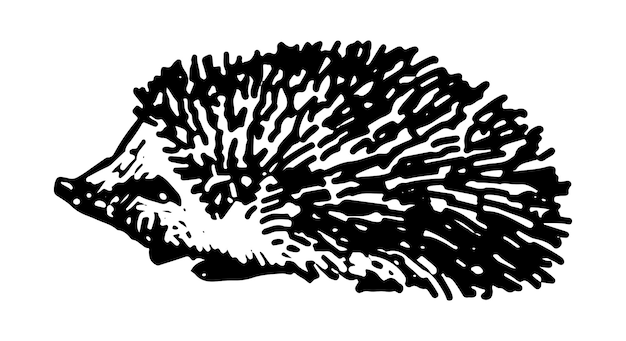 Hedgehog clip art Single doodle of wild animal isolated on white Hand drawn vector illustration in engraving style