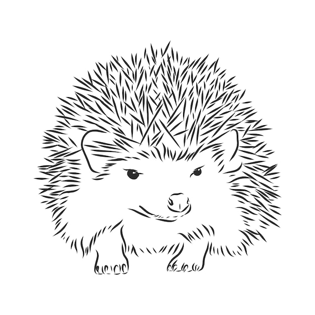 Hedgehog sketch drawing isolated on white background, hedgehog, vector sketch illustration