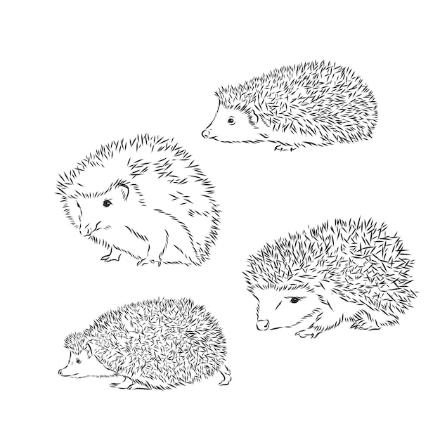 Hedgehog sketch drawing isolated on white background, hedgehog, vector sketch illustration