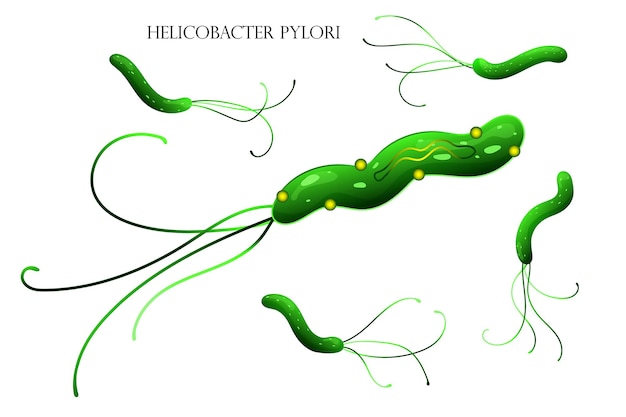 Helicobacter pylori bacterial cell structure illustration