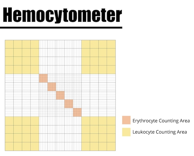 Hemocytometer or Neubauer chamber for erythrocytes and leukocytes counting Vector