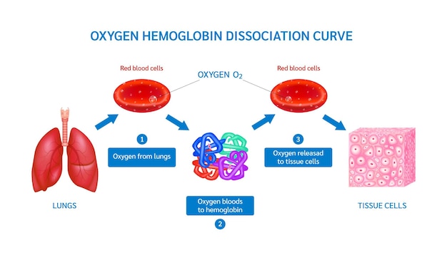 Hemoglobin carrying oxygen in red blood cells From lungs to tissue cell Blood Oxygen saturation