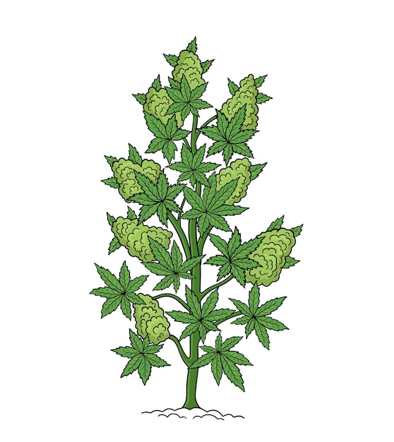 Vector hemp, cannabis sativa, cannabis indica, cannabis ruderalis, or chanvre, medicinal plant.