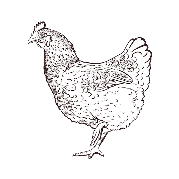 Hen Chicken farm animal