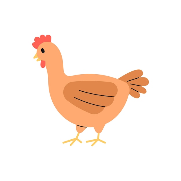 Hen Illustration