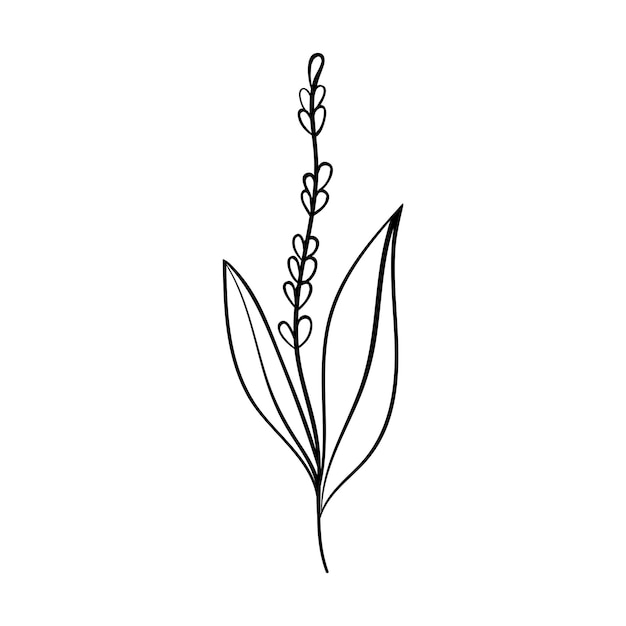 Herbs and forest plants line art of lily of the valley Botanical decor for invitations and cards