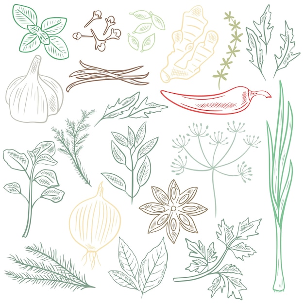 Herbs spices and herbs vector set