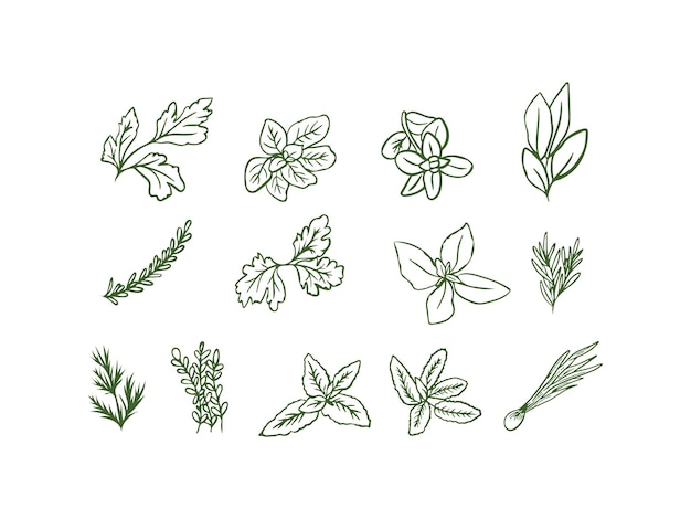 Herbs and spices Set of hand drawn herbs Vector illustration